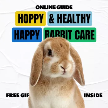 Happy Rabbit Care: Housing, Diet, Handling & Health Signs