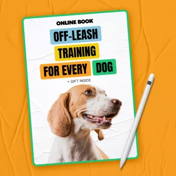 Off-Leash Dog Training: Recall, Focus & Safe Freedom