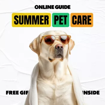 Summer Pet Care: Hydration, Paws, and Heat-Safe Fun